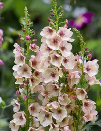 Creme Verbascum Blumensamen zur Aussaat – ideal Rabatten – Traditionssorte & ohne Gentechnik Samen Hausgarten