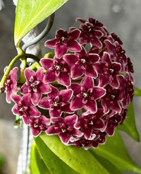 Grün Schwarz Carnosa Blumensamen zur Aussaat Bestäuber freundlich Traditionssorte & ohne Gentechnik Samen Hausgarten