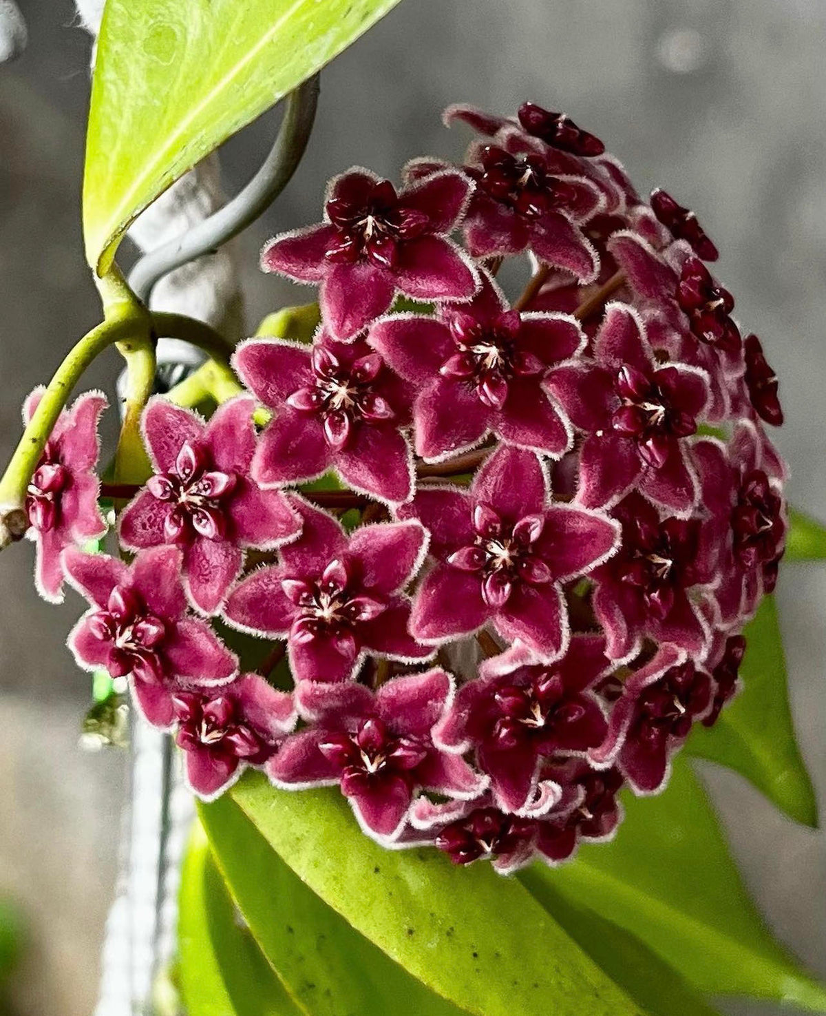 Rot carnosa blume samen blume samen for anpflanzung wildflower mix heirloom & gmo free samen for home garten 
 
 sale for anpflanzung in home garten