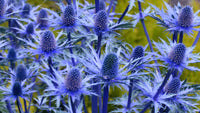 Blau Eryngium Alpinum Blumensamen zur Aussaat – hochwertige Qualitäts- – Traditionssorte & ohne Gentechnik Samen Hausgarten