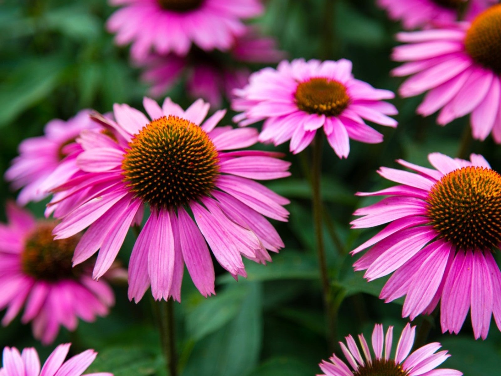 ConeFlower Samen zur Aussaat saisonal Dauerblüher Traditionssorte & ohne Gentechnik Samen Hausgarten