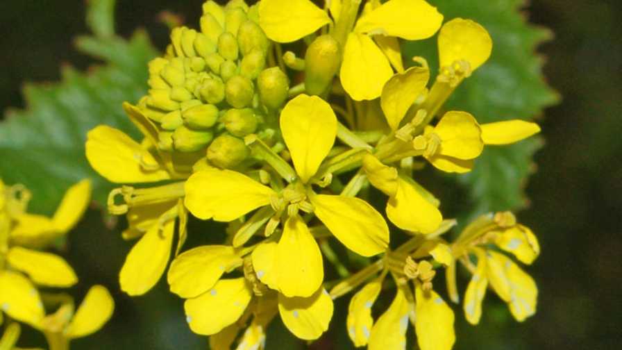 Gelb Edible Rape Blumensamen zur Aussaat