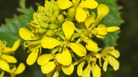Gelb Edible Rape Blumensamen zur Aussaat