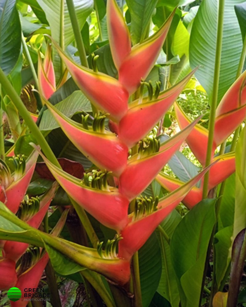 Heliconia Wagneriana Samen tropisch Aussaat leuchtend exotisch Blüten