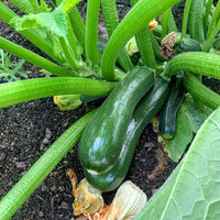 Summer Squash Cucurbita pepo Samen zum Pflanzen