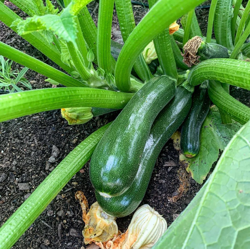 Summer Squash Cucurbita pepo Samen zum Pflanzen