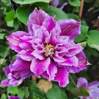 Gelb Lila Waldrebe Blumensamen zur Aussaat – Bestäuber freundlich – Traditionssorte & ohne Gentechnik Samen Hausgarten