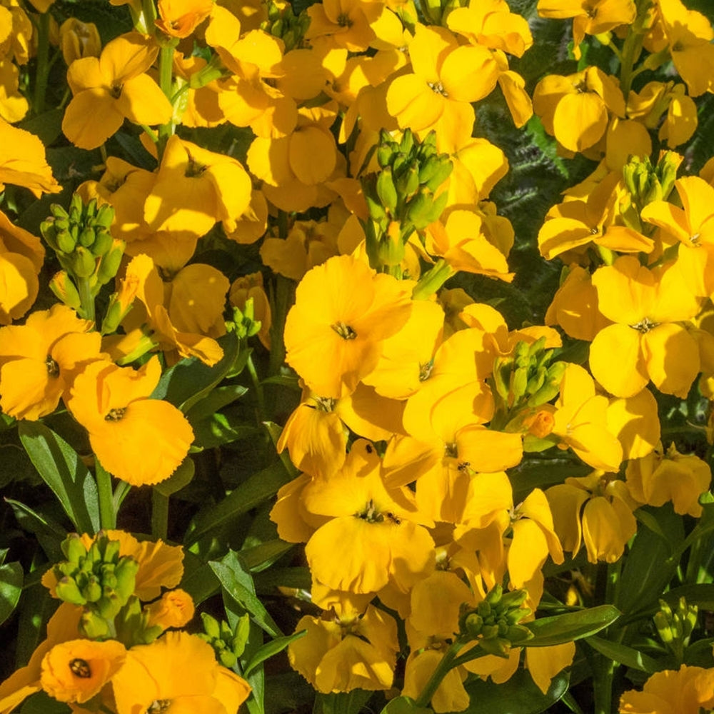Gelb wallflowers wachsend along garten border