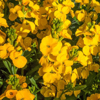 Gelb wallflowers wachsend along garten border