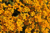 Orange Wallflower Blumensamen zur Aussaat – Drought verträglich – Traditionssorte & ohne Gentechnik Samen Hausgarten