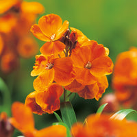 Orange Wall Blumensamen zur Aussaat – saisonal Dauerblüher – Traditionssorte & ohne Gentechnik Samen Hausgarten
