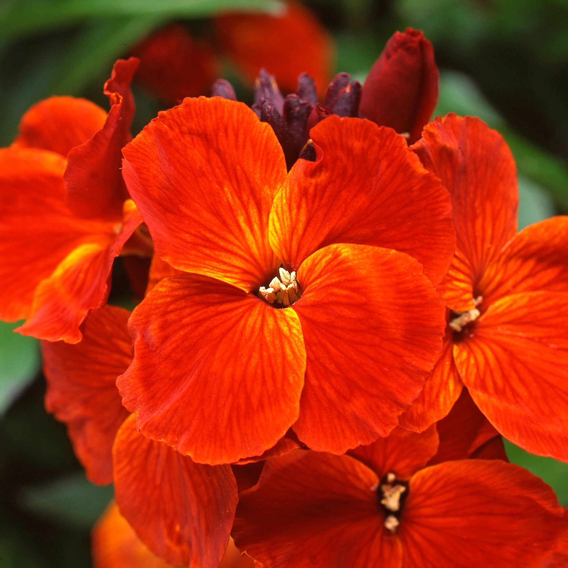Orange Wall Blumensamen zur Aussaat – saisonal Dauerblüher – Traditionssorte & ohne Gentechnik Samen Hausgarten