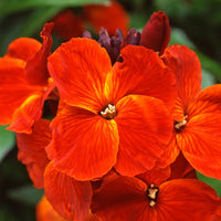 Orange Wall Blumensamen zur Aussaat – saisonal Dauerblüher – Traditionssorte & ohne Gentechnik Samen Hausgarten