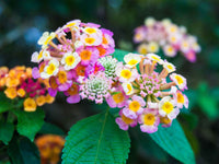 Wandelröschen Blumensamen zur Aussaat leuchtend Traditionssorte & ohne Gentechnik Samen Hausgarten