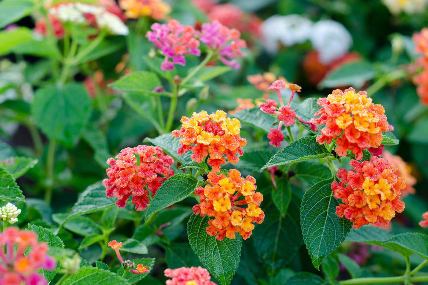 Wandelröschen Camara Blumensamen zur Aussaat Schnitt Blume beliebt Traditionssorte & ohne Gentechnik Samen Hausgarten