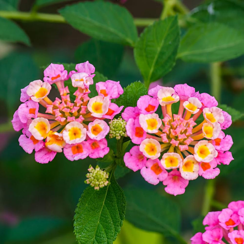 Wandelrose samen for borders and garten beds

