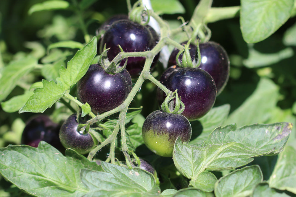 Schwarz Tomate Samen zum Pflanzen