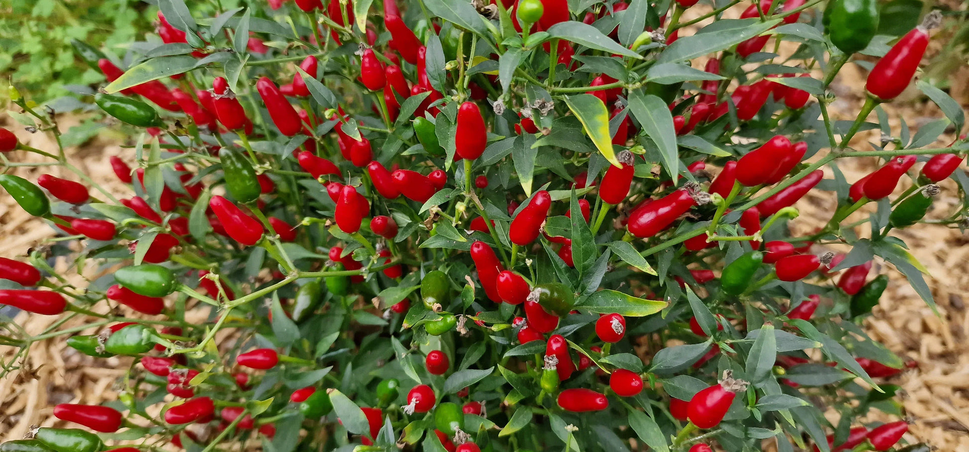 Warm season thai hot pepper samen aussaat guide