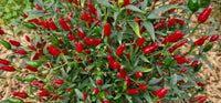 Warm season thai hot pepper samen aussaat guide