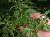 Warm season ulupica pepper samen aussaat guide