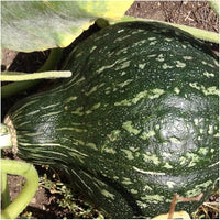 Warted hubbard winter squash wachsend in garten