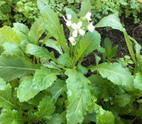 Weiß wasabi diplotaxis pflanzen wachsend in garten beds
