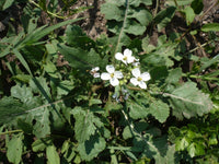 Weiß wasabi diplotaxis pflanze with grün leaves
