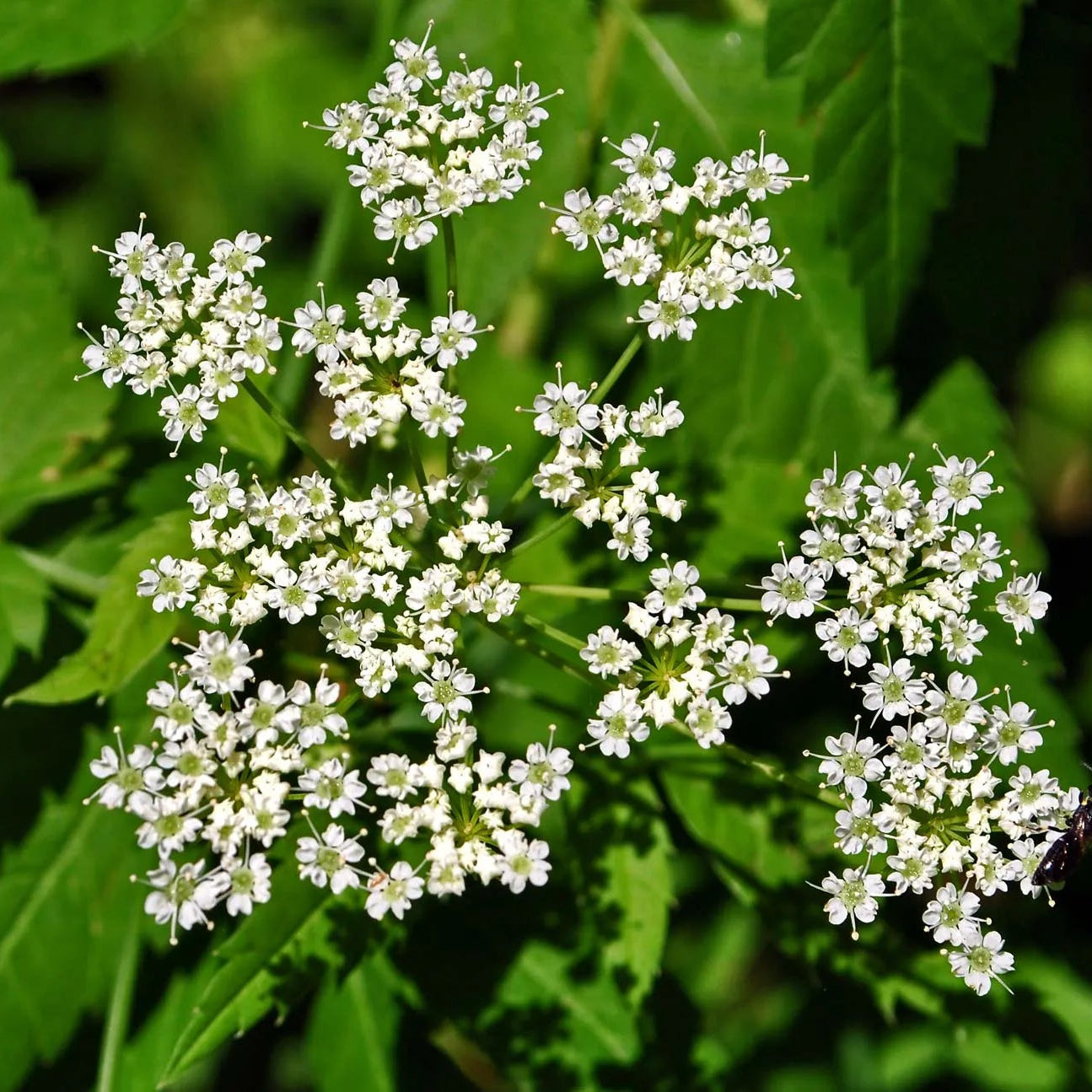 Cicuta Maculata Blumensamen zur Aussaat pflegeleicht Traditionssorte & ohne Gentechnik Samen Hausgarten