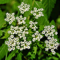 Cicuta Maculata Blumensamen zur Aussaat pflegeleicht Traditionssorte & ohne Gentechnik Samen Hausgarten