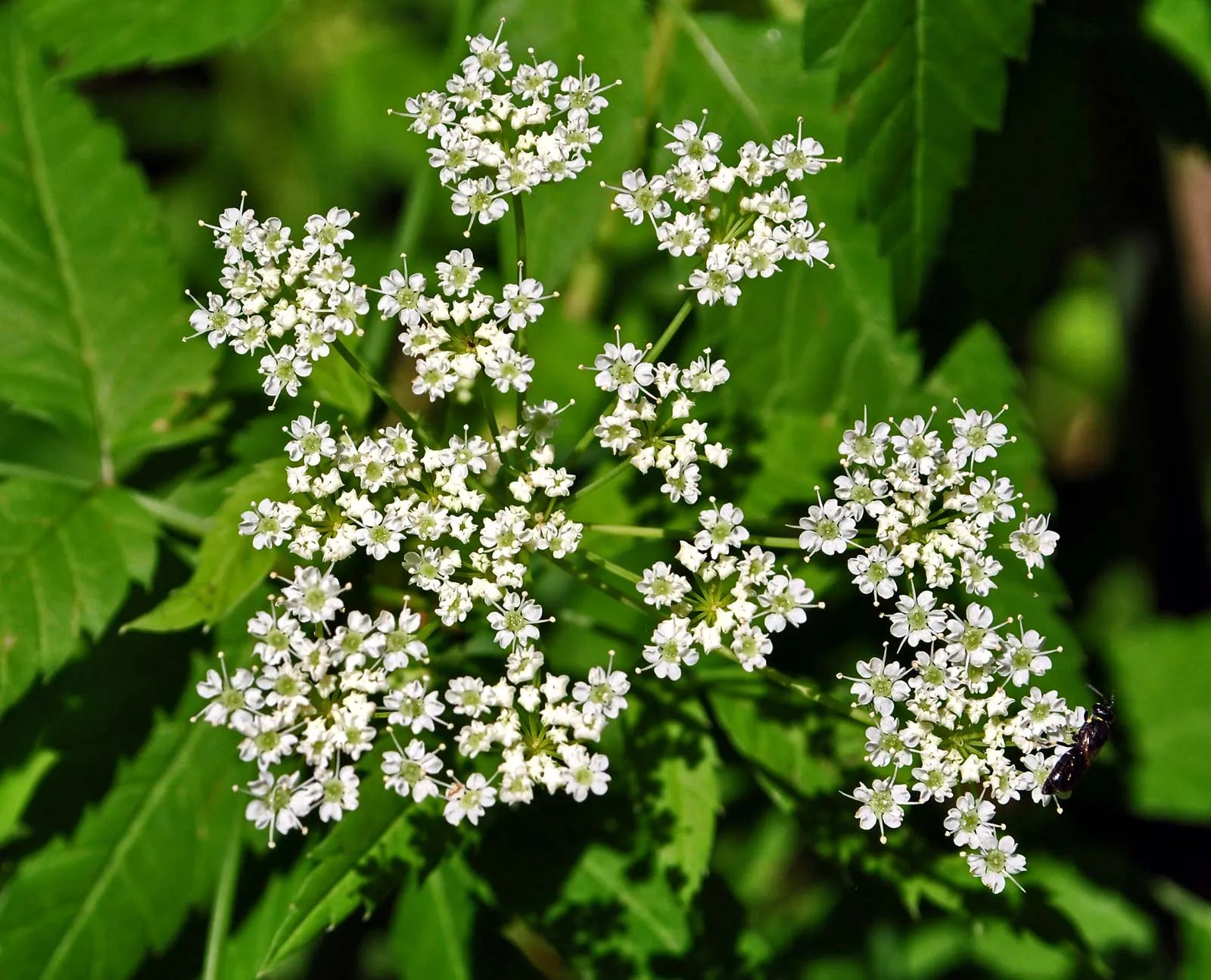 Cicuta Maculata Blumensamen zur Aussaat – hochwertige Qualitäts- – Traditionssorte & ohne Gentechnik Samen Hausgarten