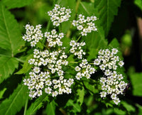 Cicuta Maculata Blumensamen zur Aussaat – hochwertige Qualitäts- – Traditionssorte & ohne Gentechnik Samen Hausgarten