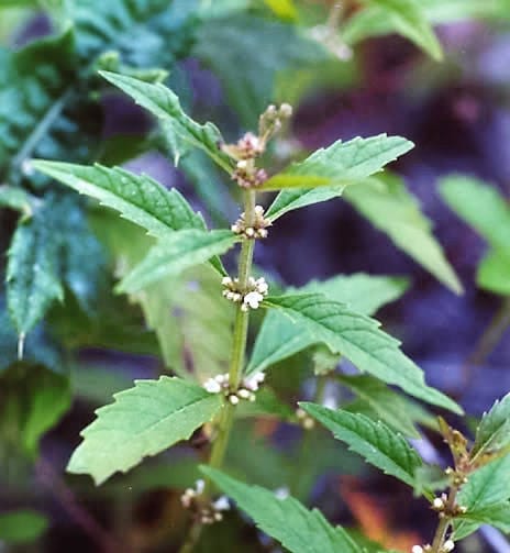Water Horehound Samen Lycopus americanus producing native American Bugleweed Pflanzen