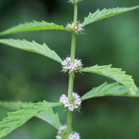 Water Horehound Samen thriving in moist soil and rain gardens