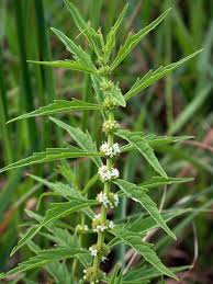 White Blumen from Water Horehound Samen in moist Garten areas