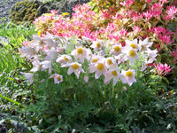 Mixed anemone pulsatilla samen for anpflanzung blume
