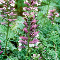 Breeches Blume Samen zur Aussaat