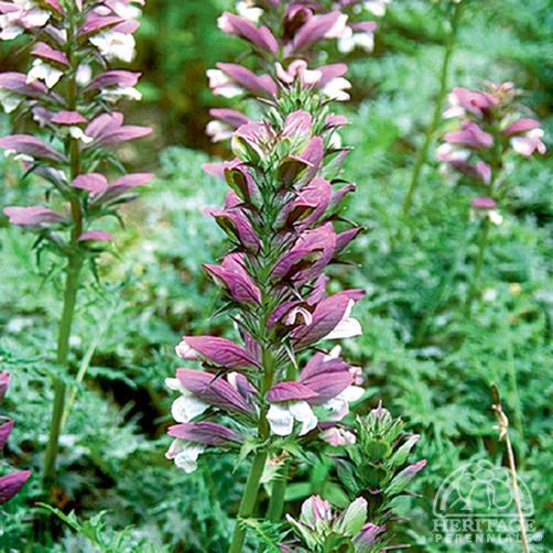 Breeches Blume Samen zur Aussaat
