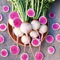 Watermelon radish pflanzen thriving in raised garten beds