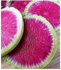 Freshly harvested watermelon radishes aus garten