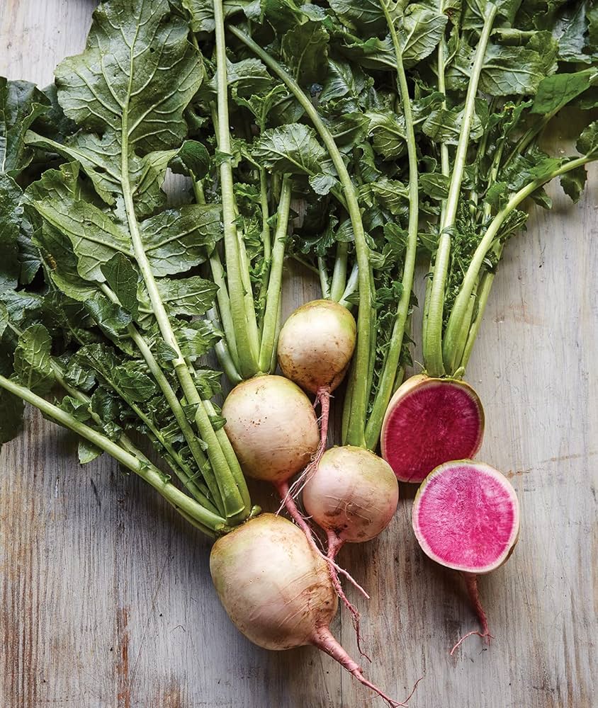 Mature watermelon radish pflanzen in garten or raised bed