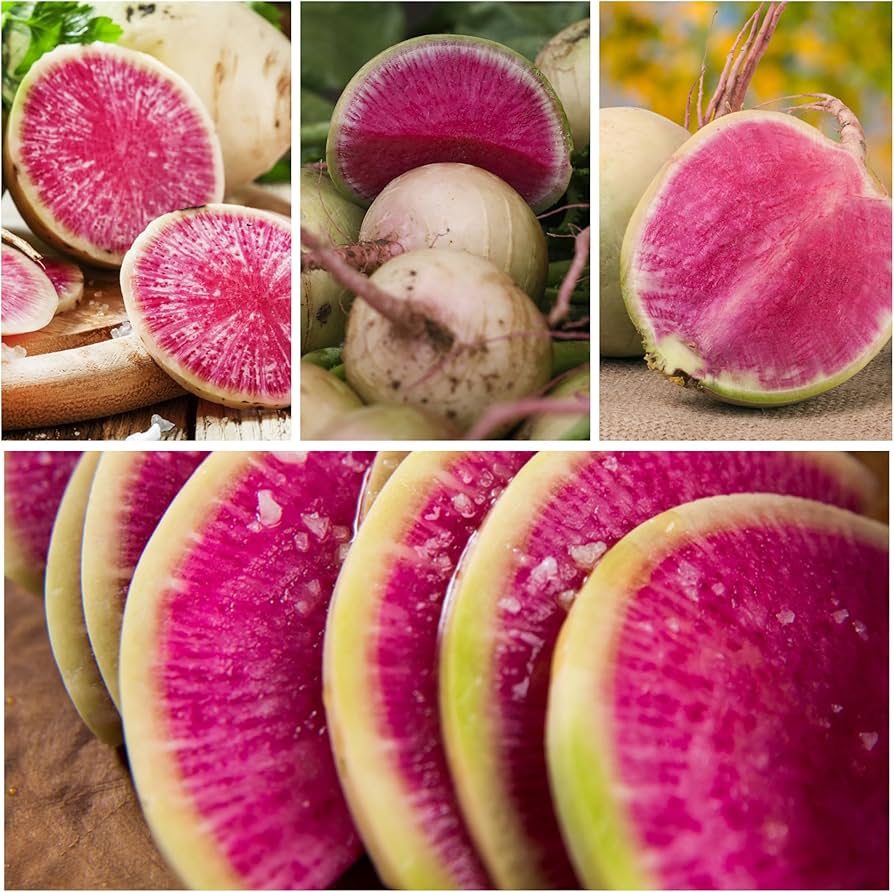Watermelon radish samen (raphanus sativus) für gemüse patch and salad bed aussaat