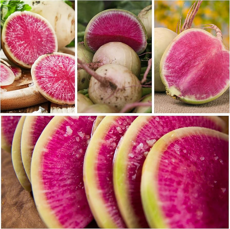 Watermelon radish samen (raphanus sativus) für gemüse patch and salad bed aussaat