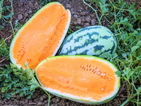 Watermelon vines growing in sunny garden