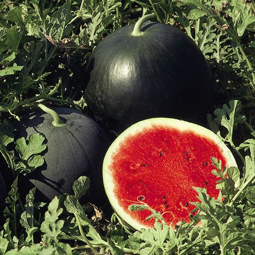 Wassermelone Samen für einfaches Anpflanzen