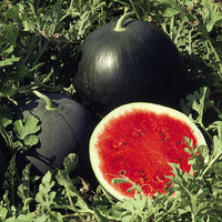 Wassermelone Samen für einfaches Anpflanzen