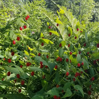 Wassermelonen beere Fruchtsamen für einfaches Anpflanzen