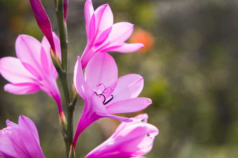 Watsonia Borbonica Blumensamen zur Aussaat Wildblume Mischung Traditionssorte & ohne Gentechnik Samen Hausgarten