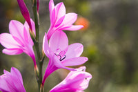 Watsonia Borbonica Blumensamen zur Aussaat Wildblume Mischung Traditionssorte & ohne Gentechnik Samen Hausgarten
