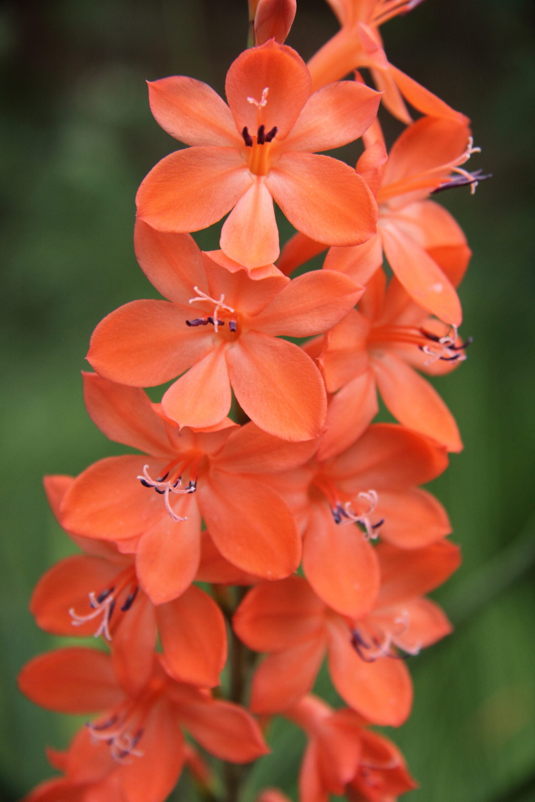 Watsonia pillansii bugle lily samen for anpflanzung