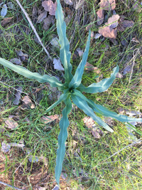 Wavy-Leafed Soap Pflanze with ornamental foliage and Blume spikes